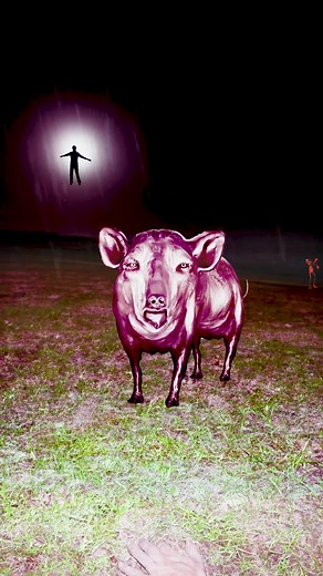 Pig Field Float: Creepy and Cursed Pig Videos