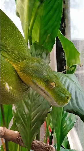 Morelia viridis - (Schlegel, 1872) (Pythonidae) Python arboricole vert australien, python arboricole