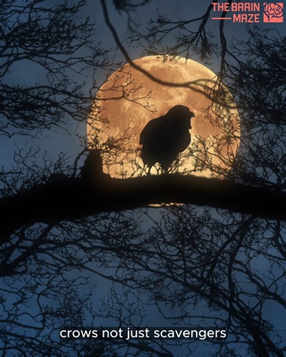 98K views · 2.5K reactions | What if crows understood more than we ever imagined? Could they recognize shapes like humans do? And what does this say about the roots of intelligence itself? In this video, we explore the hidden brilliance behind one of nature’s most overlooked minds. Prepare to rethink what it means to be smart. | The Brain Maze | Facebook