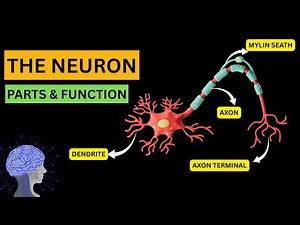 Neuron – Structure, Types & Function Explained Simply | Human Nervous System Lecture