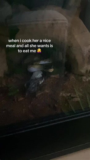 Understanding Ball Python Behavior and Feeding