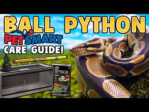 Ball Python Care!