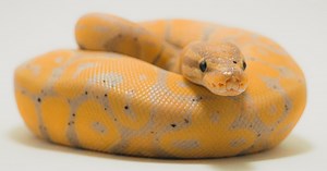 Best Pet Snake Species for Children and Beginners
