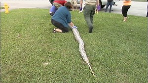 17-foot, 8-inch python killed in Florida
