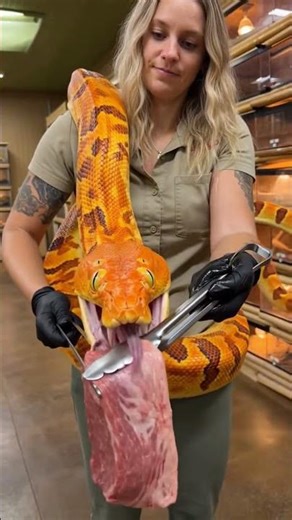 Orange Python Tastes Meat 🐍 Tongue Out Moment