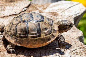 Turtle Shell Broken And Bleeding? Here’s How To Help