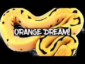 The Incredible Potential of the 'Orange Dream' Ball Python!