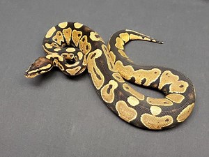 Lace Ballpython