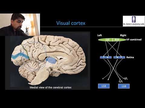 Cerebral cortex (Visual cortex)