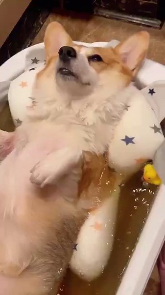 Make bath time a breeze for your furry companions while optimizing space in your home. 💦🥰 Foldable pets bathtub🛒https://cutt.ly/3w9ppnwz 😱1 day left!!!👉Save 70% during Spring sale: https://cutt.ly/Aw1OK2v7 🔥Use code for extra saving: DH16OFF99S (Spend $99 & Save $16) #cutepets #petslover #funnyvideo #deals #discount | DHgate