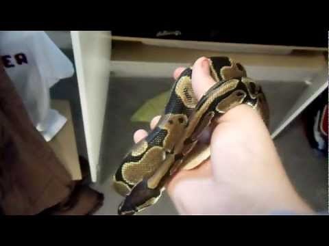 Ball Python growth