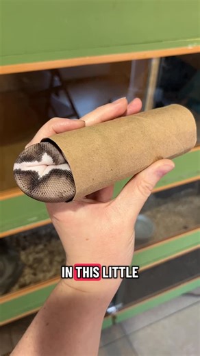 ReptileFamiliars on Instagram: "The master of disguise! The ninja noodle! The phantom Snek! #ballpython #ballpythons #ballpythonmorphs #ballpythonbreeder #ballpythonsofig"