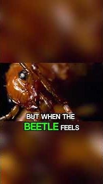 This Insect Explodes to Survive – Bombardier Beetle Animal Facts