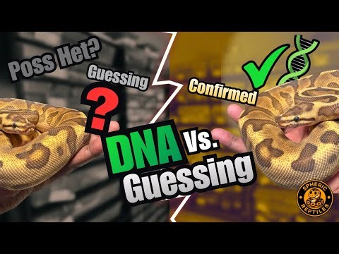 Shed Testing vs Proving Out: What Modern Breeders Must Know