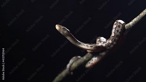 Water python snake or brown water python. Pythonidae snakes family. kept as pets in terrariums.