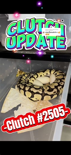 Replying to @Bakery Ball Python Farm ครอกที่ 5 ของบ้าน แล้วนะครับ ฝากติดตามผลงานกันด้วยนะค้าบบ 🤟🤟🙏 @Title Chainarong @Bakery Ball Python Farm @Bakery Ball Python Farm @Bakery Ball Python Farm #bakeryballpython #ballpythonfarm #ballpython #ballpythonbreeder #งู้ยยยยยยยยยยย #คนเลี้ยงงู #งูบอลไพธอน #คนบรีดงูบอล #ballpythonsoftiktok #สวนสัตว์tiktok #tiktokcommunityth #longvideo #longervideos #งูบอลพิมาย #รู้จากtiktok #tiktokuni #เทรนด์วันนี้ #เทรนวันนี้ #สัตว์แปลก