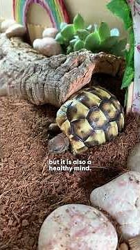 Tortoise Shares Her Wellness Tips And Tricks With Us | The Dodo