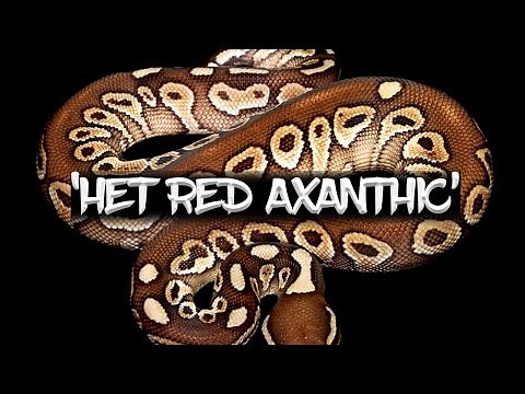 The 'Het Red Axanthic' Ball Python