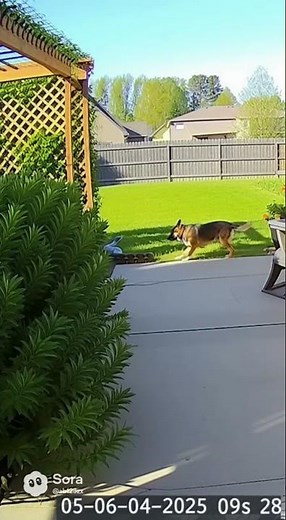 “CCTV Captures Python vs Dog Encounter in Suburban Backyard 😳 | Real Security Footage”