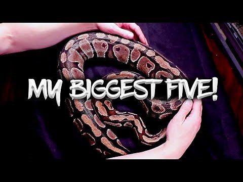 My Five Biggest Ball Pythons!