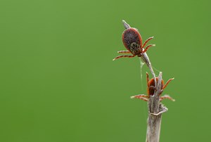 Tick population ‘exploding’ in U.S., raising concerns of disease