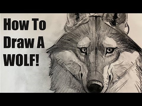 How To Draw A Wolf