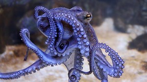 Octopuses, squids and lobsters could become 'sentient beings' in the UK