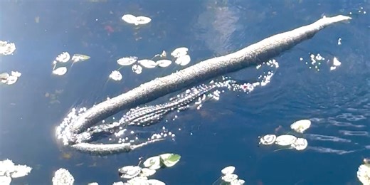 Video: Alligator dragging enormous python leaves tour guide in Florida Everglades stunned