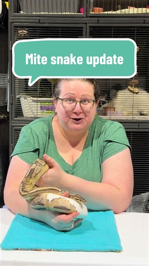 After 3 months of treatment and a few hiccups along the way, Olive the #ballpython is finally free of mites! I am so excited to share this update and I know a lot of you have been following waiting for this outcome. Olive will be staying with us at the rescue as a permanent resident. She will be part of our education program and will continue to teach people about how to properly care for ball pythons. We are hoping her story will inspire others to adopt rather than shop. Thank you to everyone w