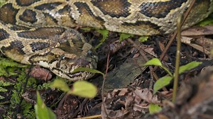 As the excessive heat begins to wear on the hunters, the King of the Swamp launches a contest to catch the biggest python. | Swamp People on History