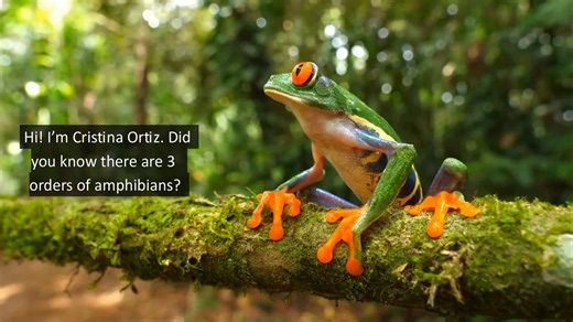 8.1K views · 112 reactions | The Mexican burrowing #toad has...