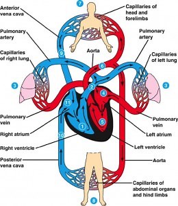 Blood circulation in circulatory system, major and minor circulation, What happens if circulation is disrupted? | Science online