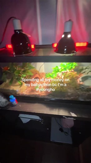 Caring for Your Ball Python: Young Hoes Cooking Insights