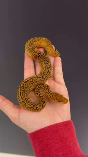 645 reactions · 26 shares | @jkobylka shows off an amazing looking monsoon clown ball python!  TRR is made possible by @rodentpro #ballpython #pythonregius #royalpython #ballpythonmorph #python #snake #reptile #reptilepets #reptilefanatics #herpetology #herpetoculture #thereptilereport #thereptilereportofficial | The Reptile Report | Facebook