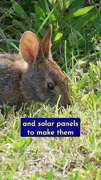 Robotic Bunnies VS. Burmese Pythons: An Attempt To Save Biodiversity in the Florida Everglades