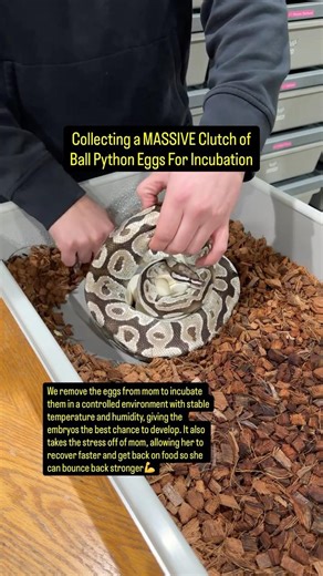 Collecting A MASSIVE Clutch Of Ball Python Eggs!