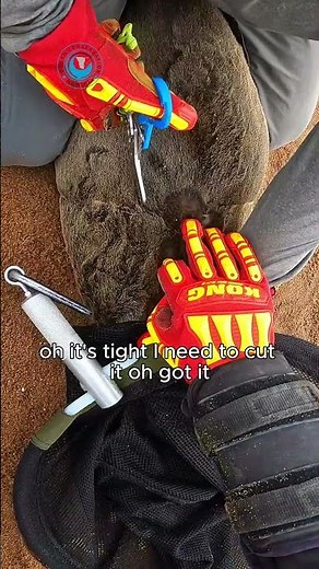 How Many Seals Must Suffer for Plastic? #shorts