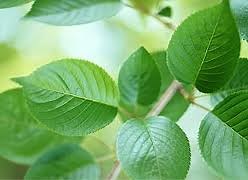 Fun Photosynthesis Quiz – FREE Interactive Online Quiz Games for Kids -