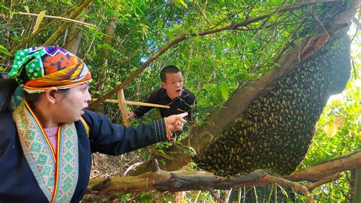 Dwarf Family Discovers Giant Python Climbing Tree - Giant Beehive in Wild Forest - Primitive Life | Dwarf Family