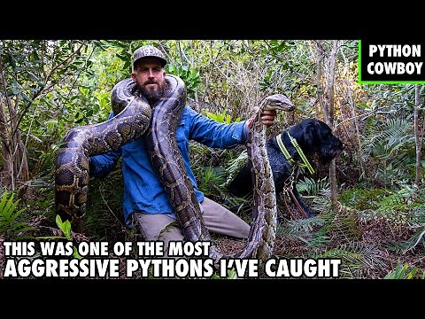 My Python Hunting Dog Was Almost Taken Out By This Giant Python