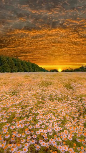 beautiful sunset #nature #fypシ #peacefulwalks #beautiful #relaxation #fyp #vibes #aestheticvideos #foryoupage