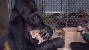 The animal attraction of Koko