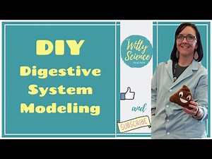 Digestive System Modeling