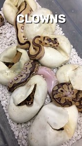 Super Reduced Striped Python #shorts #snakes #ballpython #ballpythons #ballpythonsofinstagram #snakebreeder #ballpythonbreeder #fyp #fypシ | Rodents & Royals