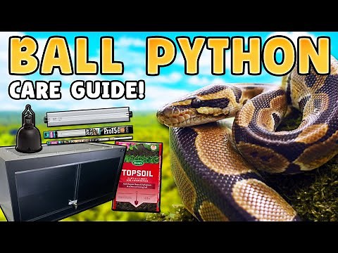 ball python care