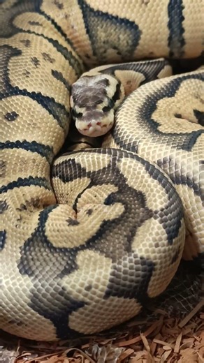 Taking a Closer Look 👀 Superfly Orange Dream Chocolate Ball Python