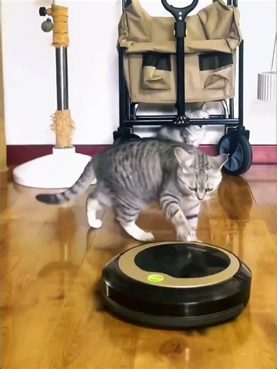 Pets vs Vacuum Robot 🤖🐾 #dog #cat #trolledit #trollface