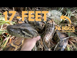 Finding Python Nests in South Florida!