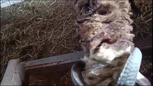 15K views · 82 reactions | بسم الله توكلنا على الله متاح 10 خرفان...