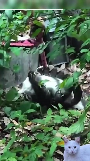 Rescuing a poor cat from a python coils #cobra #viralreelsfb #fbreels #reelsviral #treanding | Mobarak Snake Saver